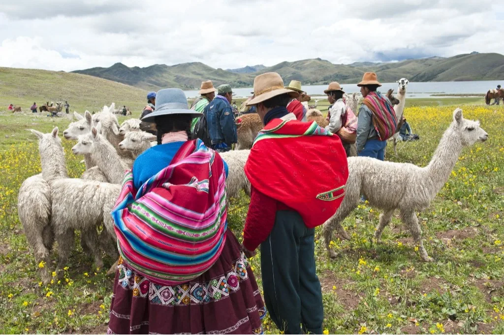 peru inka birodalom láma