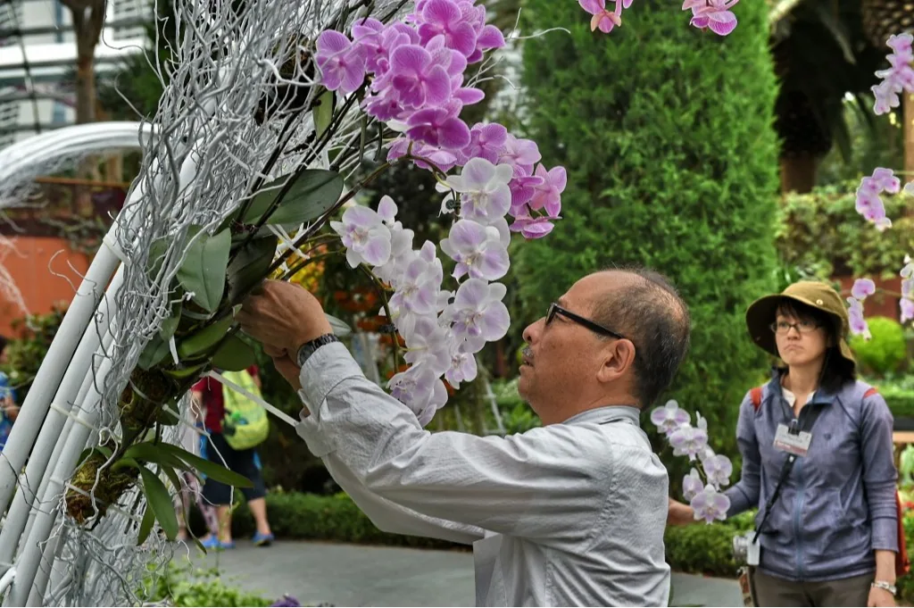 Megfejtették egy magányos orchidea titkát