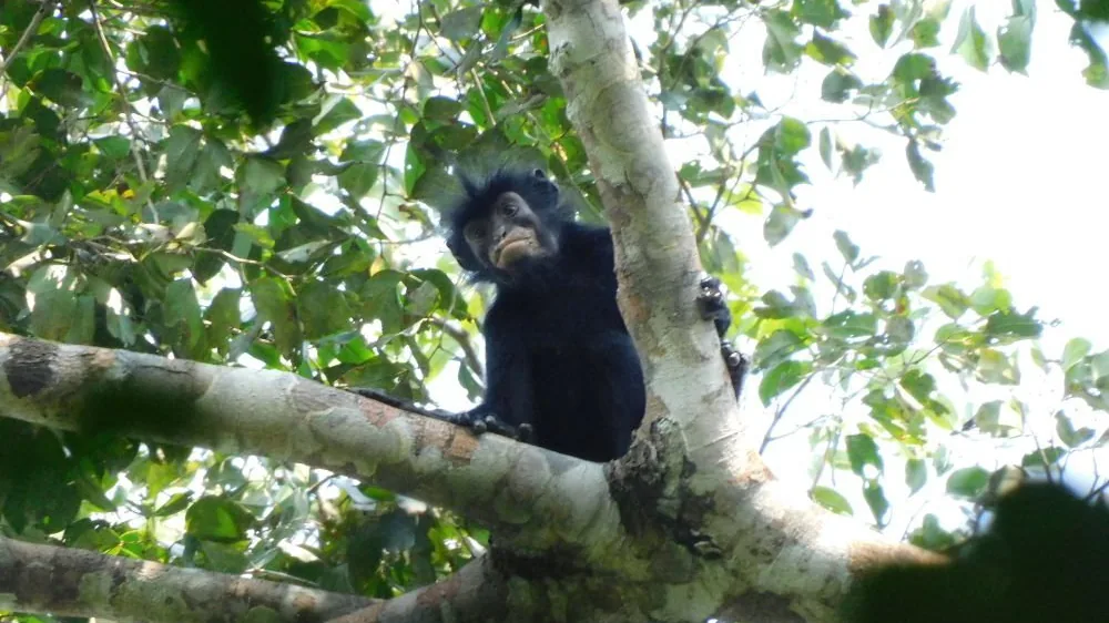 kolobusz majom colobus