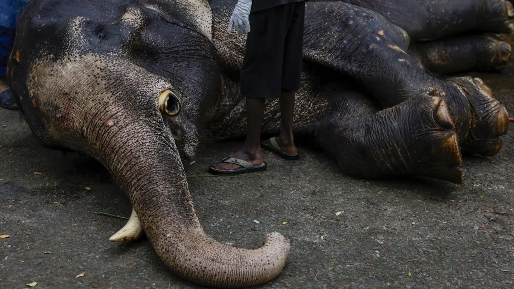 Tizenhat elefánt elpusztult Kenyában