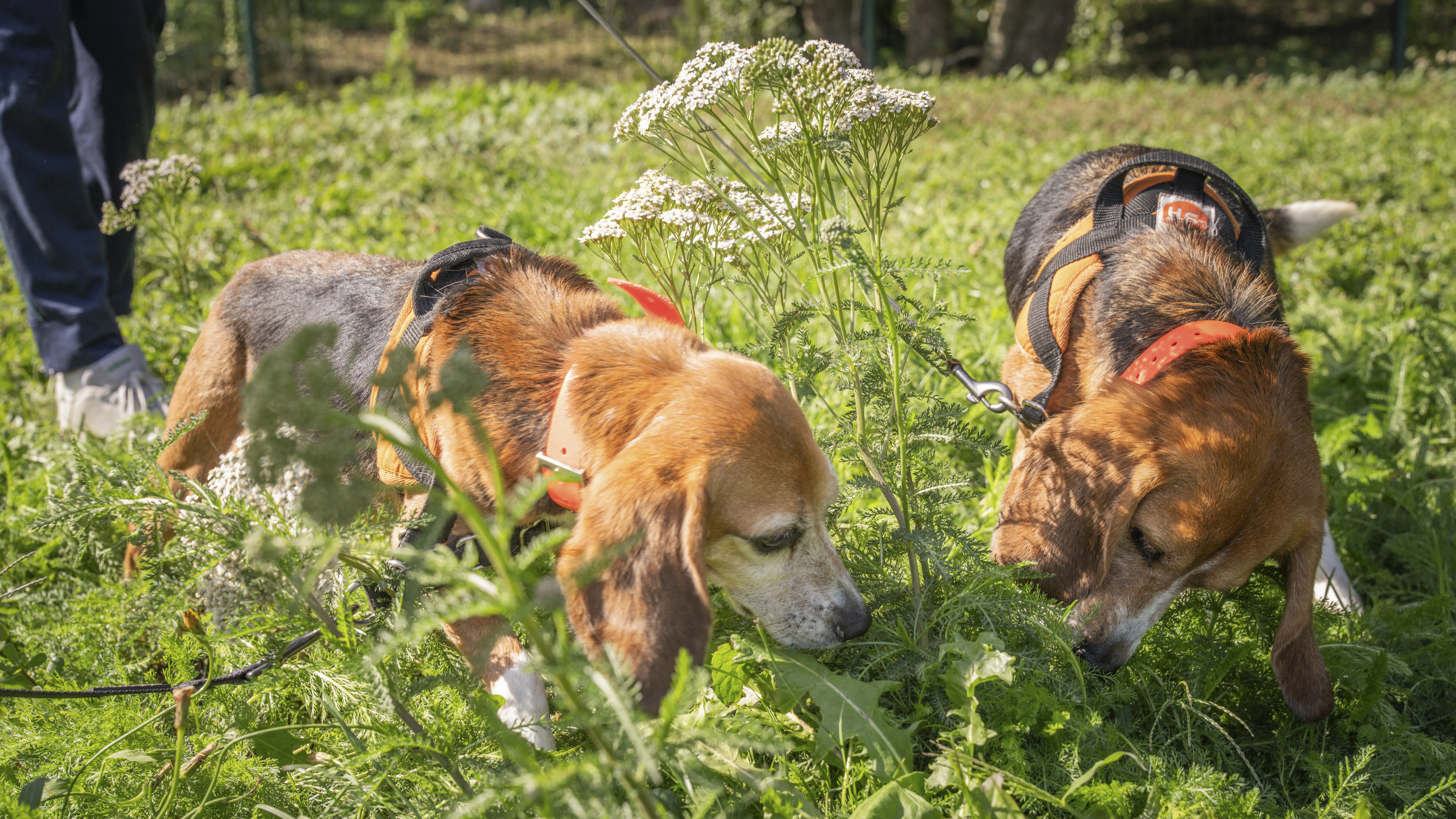 beagle kutya kutyák