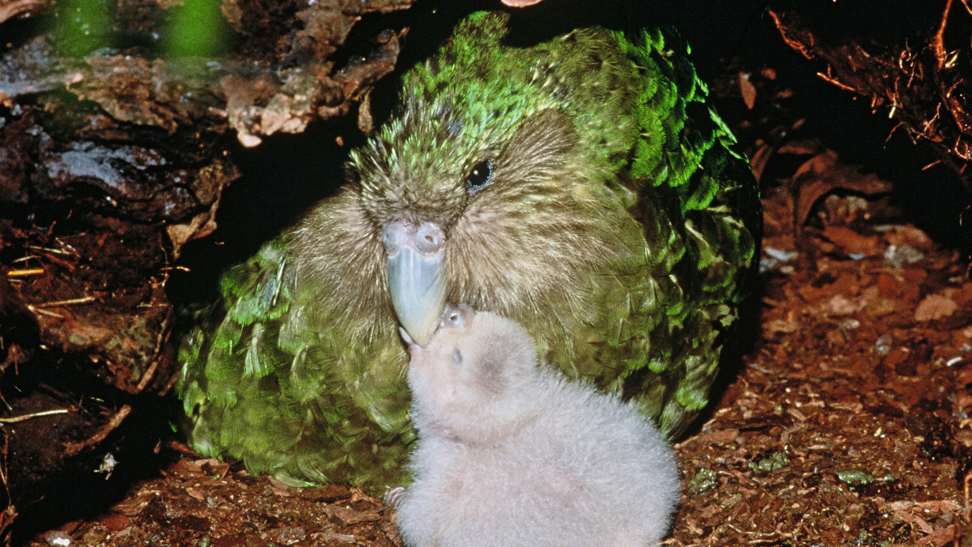 Zöld kakapo papagáj és fiókája (képünk illusztráció)