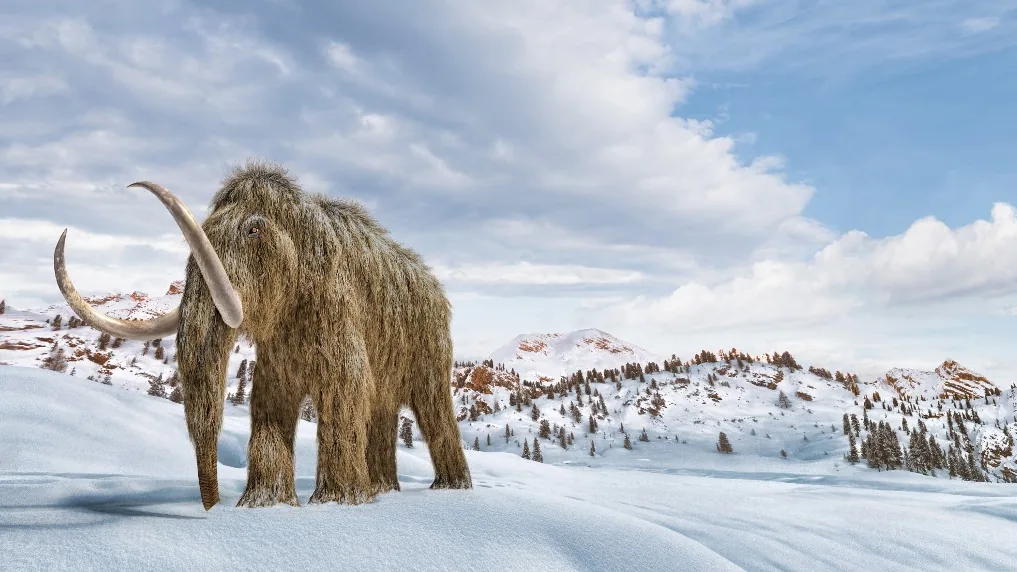 gyapjas mamut