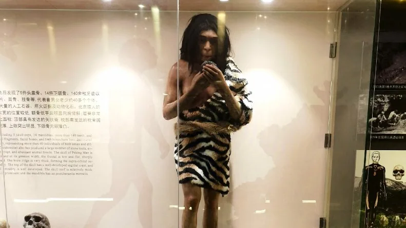 Homo erectus