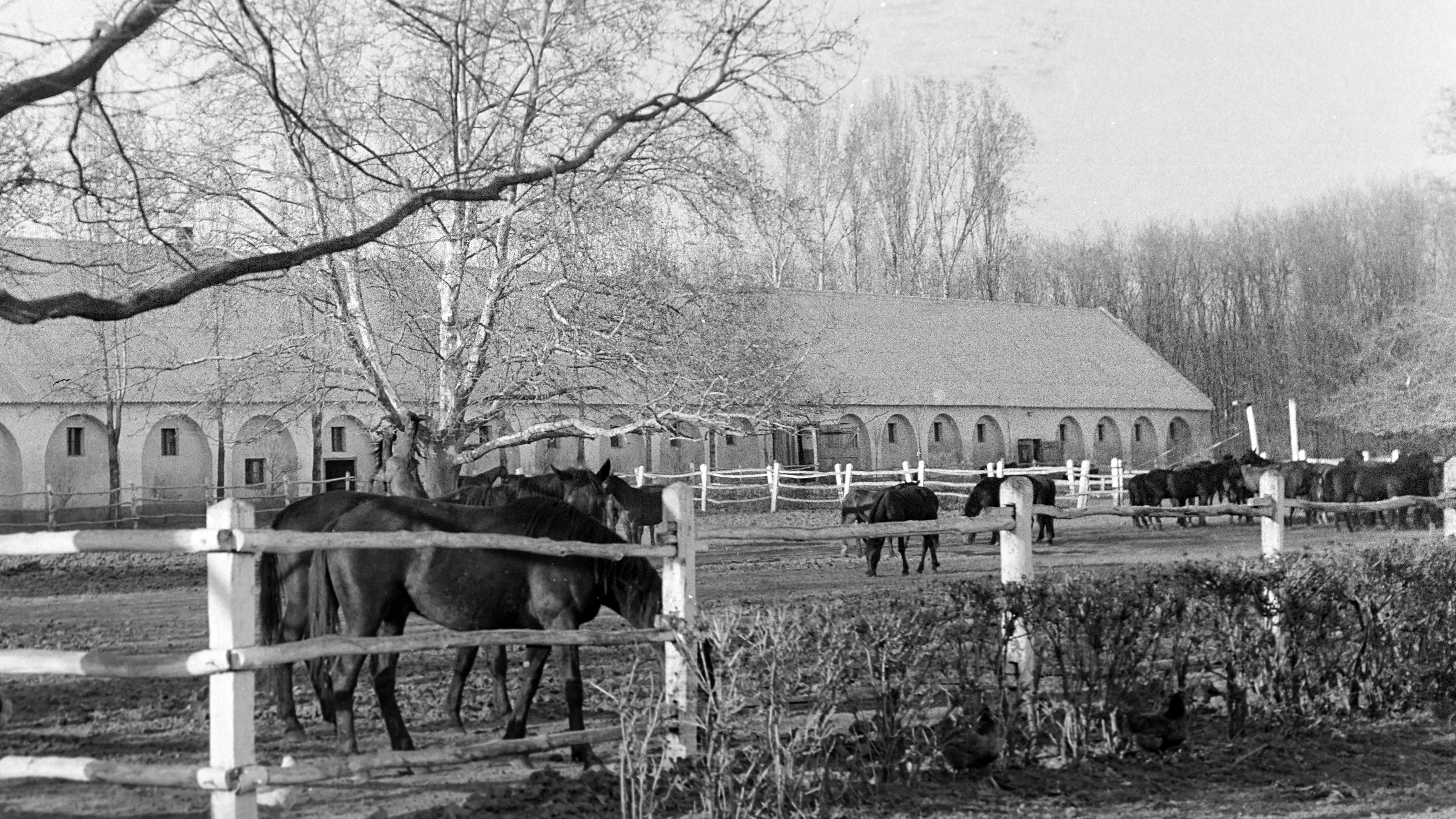 És akkor 175. – Istállóban